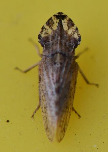 Réf. 269 271 : Eupelix cuspidata